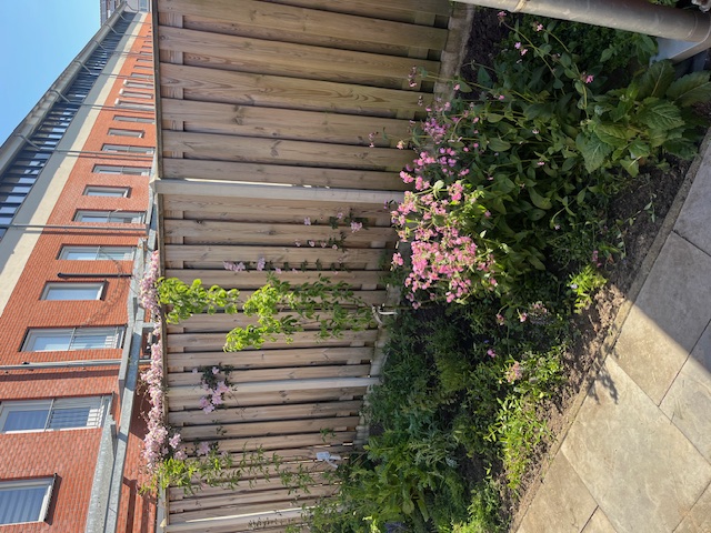 Houten schutting met roze bloeiende klimplanten en een border met vaste planten