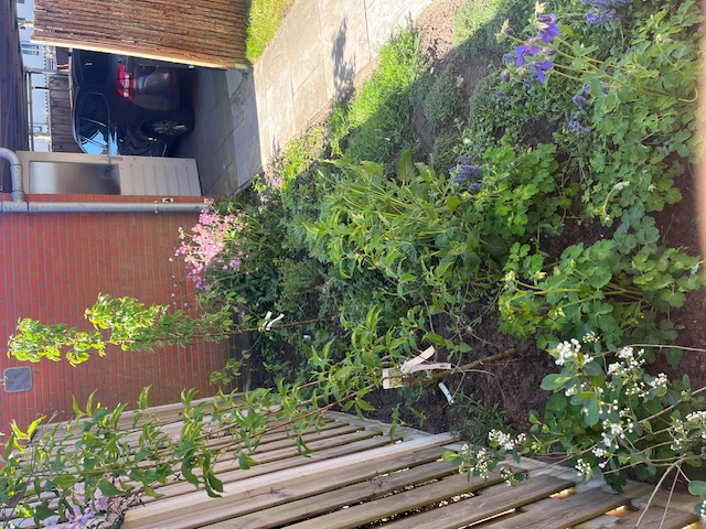 Volgroeide border met veel groen en roze bloeiende vaste planten langs een gevel