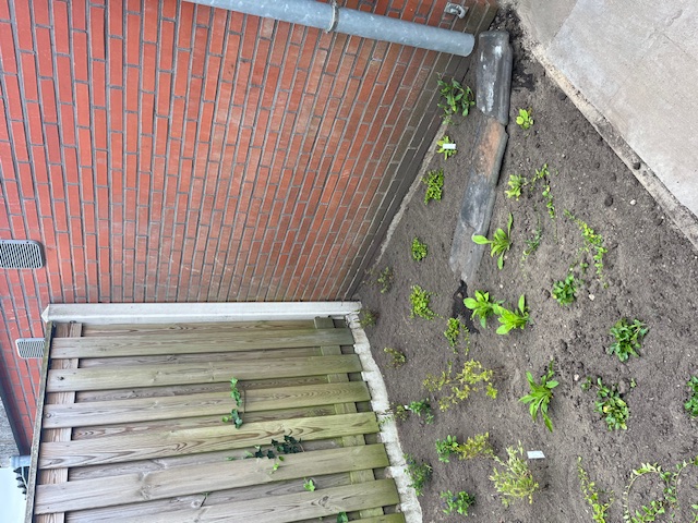 Jonge beplanting in een border met donkere grond langs een bakstenen muur, direct na het planten